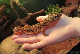 Gekončík noční - 2