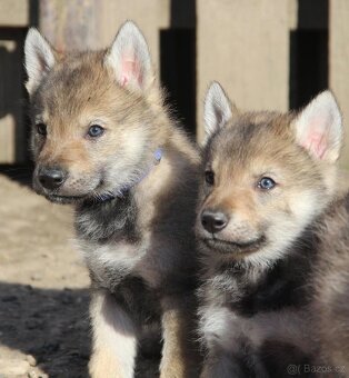 Československý vlčák s PP - 2