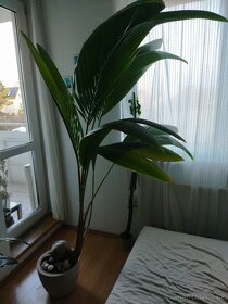 Palma - pokojové rostliny - 2
