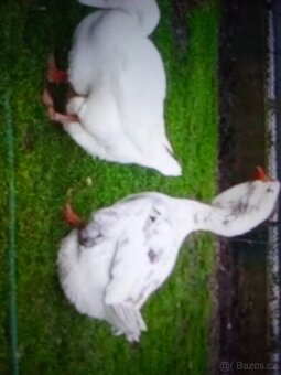 Ponúkame za Symbolickú cenu CHolmogorske husatká s ruským pô - 2