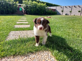 Border kolie - 2