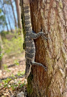 Varanus Salvator / Varan skvrnitý - 2