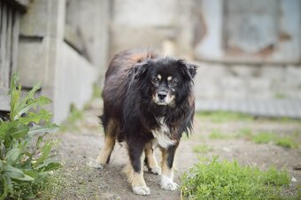 Samba - střední kříženec, milá holčička, 4 roky - 2