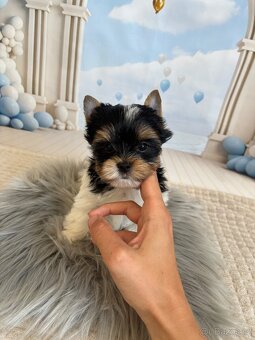 Biewer Yorkshire Terrier s pp - 2