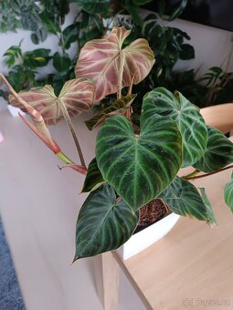 Philodendron Verrusum Incesi - 2