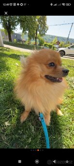 Pomeranian pes - 2