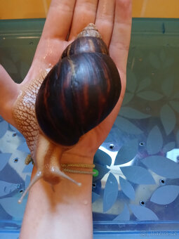 šnek  africký  -  oblovka  žravá - 2