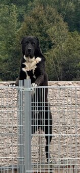 Středoasijský pastevecký pes - SAO - 2