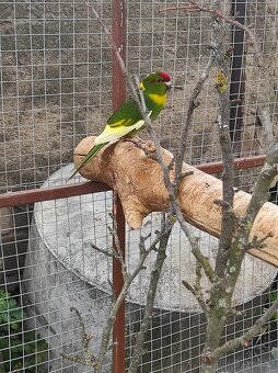 Kakariki Rudočely - 2