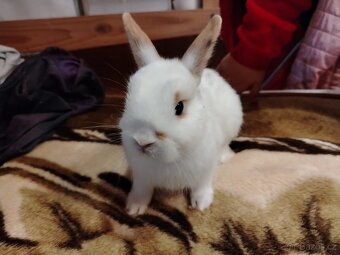 Zakrslý králík, králíček - 2