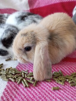 Zakrslý beránek králíček - 2