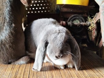 Francouzský beran - 2