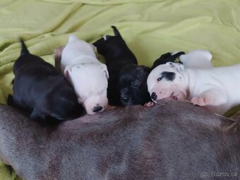 Stafordšírsky bulteriér / Stafbull s PP - 2