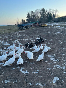 čínské kachny - 2