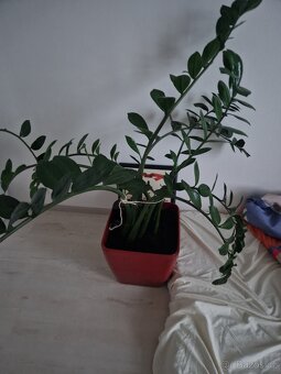 Lechuza a Zamiokulkas - 2