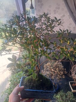Bonsaj bonsai Japonska Azalka - 2