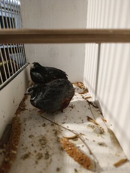 Křepelka čínská - 2