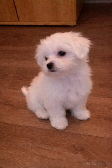 Maltezský psík - štěňátko - 2