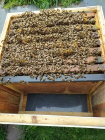 Prodej včelích oddělků - 2