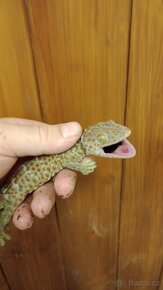 Gekon obrovský (Gekko gecko) - 2