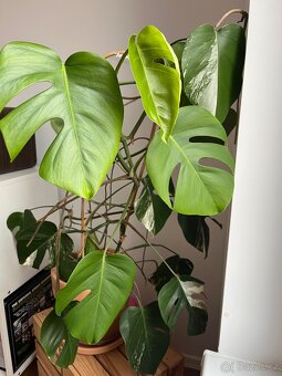 Monstera albo variegata - 2