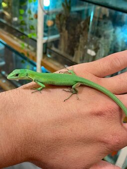 Gastropholis Prasina - 2