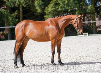 Conquistador x Cassini' s Son, TOP-charakter - 2