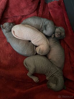 Kanadský sphynx - 2