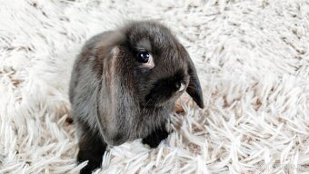 Zakrslý beránek, králík, králíček - PEGGY - 2
