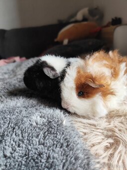 Morče / morčata samičky Texel a US Teddy - 2