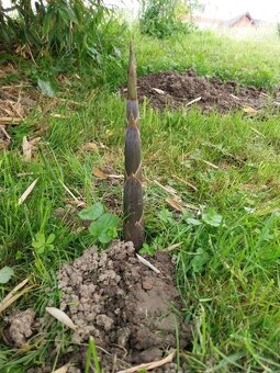 Prodam bambus Phyllostachys atrovaginata - 2