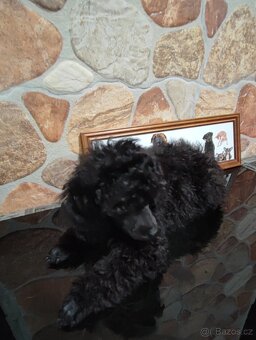 Pudl trpasličí černý s P.P. - 2