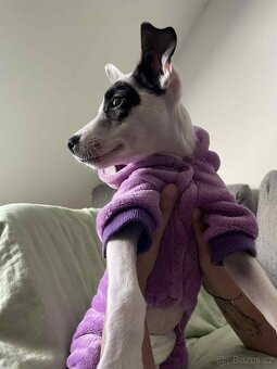 Prodám štěně - 2