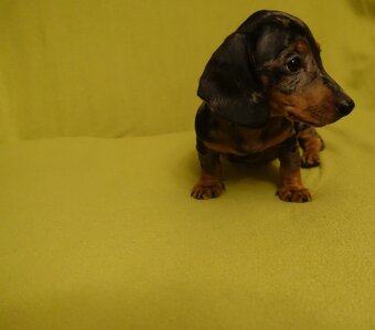 Jezevčík trpasličí - 2