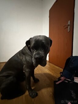 Cane Corso Zdarma - 2