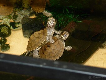 Želva mapová (Graptemys sp - 2