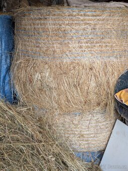 Prodám seno-balik,žok - 2