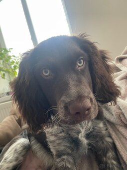 Prodám Německého Křepeláka - 2