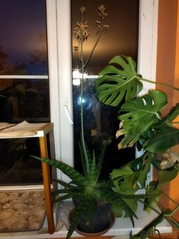 Nabízím aloe vera - 2