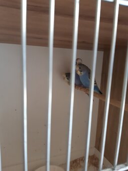 Andulka vlnkovana - 2