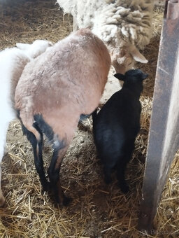 Kamerunská ovce s jehnětem - 2