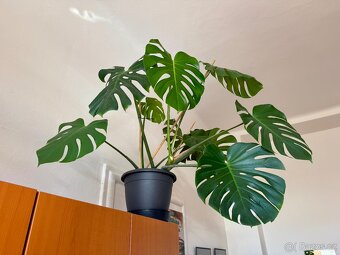Monstera deliciosa - 2