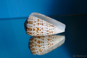 Conus pulcher 1 - 2