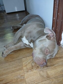 Prodam americký pitbul mini - 2