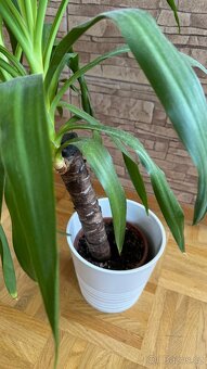 ROSTLINA YUCCA ELEPHANTIPES - 2