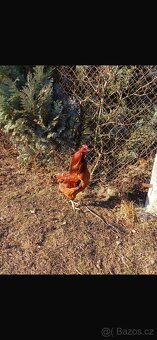 Kohouti Araucana+Dominant - 2