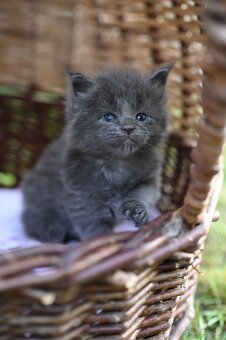 Mainská mývalí - maine coon - MCO - kočička - 2