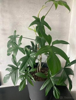 Philodendron pedatum - 2