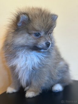 Pomeranian - 2