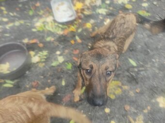 Větší štěnátka - 2